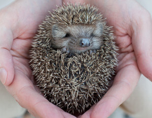 Cute hedgehog baby in male hand, closeup